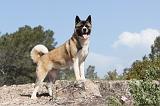 AKITA AMERICAIN 012